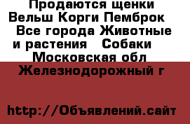 Продаются щенки Вельш Корги Пемброк  - Все города Животные и растения » Собаки   . Московская обл.,Железнодорожный г.